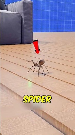 Never Squash This Spider! Here's Why! 🕷️