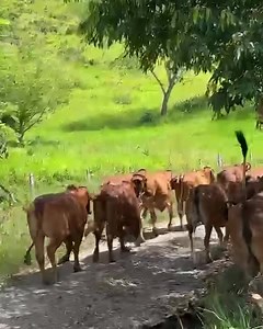 1.3K views | Disponibles para la venta. 19 vacas brahman rojas puras todas con registro, de las cuales hay: 6 preñadas de kassio y destello 6 preñadas de embrion del toro Vendabal y el toro Caney Singin. 7 vacias ciclando normal, garantizadas reproductivamente. Ubicadas en Puerto Salgar Cundinamarca. Información WhatsApp. wa.me/573208487321 | Rehagronegocios Agromarketing | Facebook
