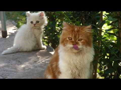 😻 Mother Cat and Her Cute Persian Kittens Playing Joyfully with Dog