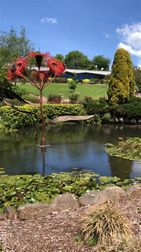 4.9K views · 69 reactions | Beautiful day in our public park. The sculpture, Corymbia ficifolia is by Gippsland artist Jo Caminiti | Friends of Drouin's Trees | Facebook