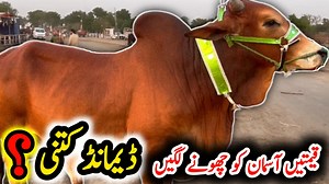13K views · 445 reactions | Bakra Mandi Pakistan on Reels | Facebook