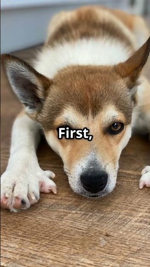 Meet the Norwegian Lundehund: The Puffin Hunter!