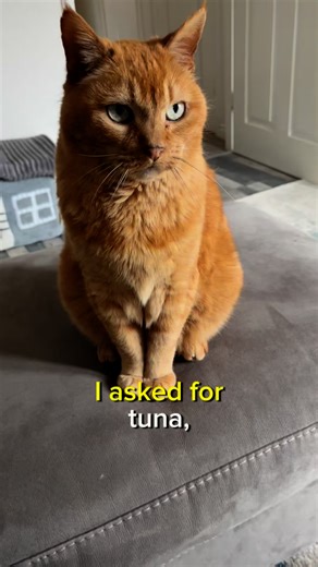 A poem by a cat #poetry #FunnyCats #fall | Gangstacats