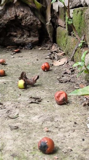 Big Jujube Tree Falls Suddenly | Real Footage ⚠️