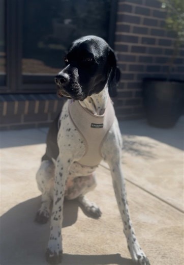 Care for our dogs isn’t just in the big moments. It’s in the routines we repeat, the details we notice, and the things we look after — because they look after them. Charlie & Luna Co. #lifewithdogs #petlife #dogcare #modernpet #dogtok