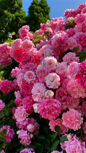 Rahman Ya Rahman, Hamd Beautiful, voice, #islamicvideos #production