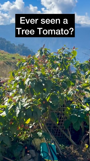 30K views · 3.4K reactions | Have you ever seen a tree tomato?  A...