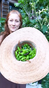 One of my favorite summer appetizer recipes! These are simple and the peppers and herbs grow in abundance on the towers! 🫑 Stuffed Shishito peppers. Vegan or vegetarian 🌱 Vegan cream cheese, or regular, fresh herbs, @redmondrealsalt Stuff peppers and dip them into sourdough discard. Lightly fry in a Avocado oil until crispy. Serve room temperature. These are so simple, so affordable, and add a big bang with little effort! #towergardenofficial #shishitopeppers #veganrecipes #verticalfarming | T