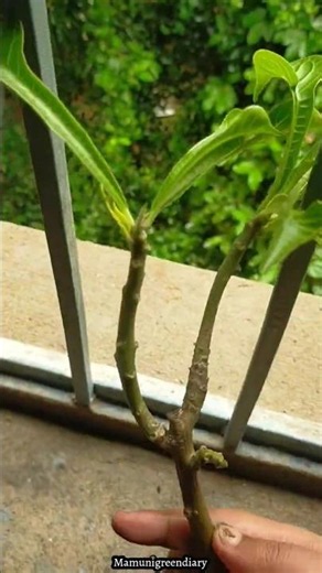 ₹0 में ढेरों नाग चंपा के पौधे ! 🤫 Grow from cutting ✂️ #nagchampa #plumeria ‪@MamuniGreenDiary‬