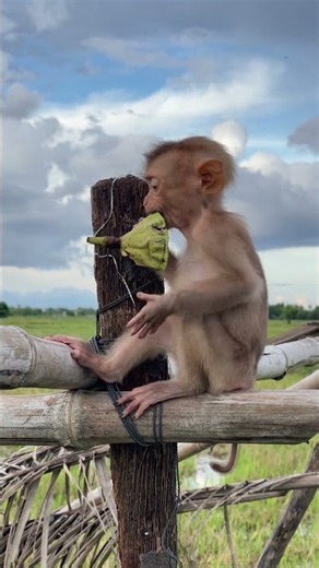 Twin Baby Monkeys Are So Cute! 🐒❤️