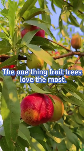 Essential Tips for Planting Fruit Trees in Your Garden