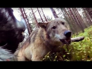 wolf attacks hunting dog, filmed with a gopro attached to the dog (xpost from videos)