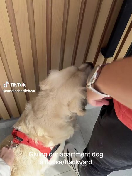 Create a Cozy Backyard for Your Apartment Dog