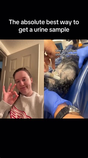 SBcriticalCure on Instagram: "Cystocentesis is a quick, sterile way for your veterinarian to collect urine by placing a small needle directly into your pet’s bladder through the abdomen. It allows us to get the cleanest sample possible to accurately check for infection or other urinary problems, and most pets tolerate it very well. #vetmed #shorts #reels #vetreels #vet #vetshorts #vetmed #vetnurse #veterinarymedicine #veterinarian #veterinary #cats #dogs #veterinaryclinic"