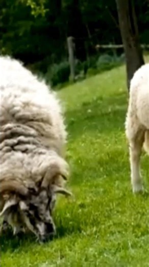 american village life #villagelife #shortsfeed #facts #amazingfacts