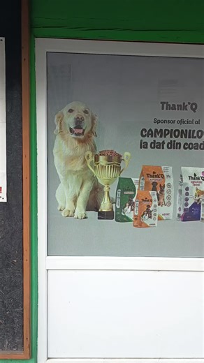 Colantare geamuri cu window graphics. #evoprint #glass #printing #graphicdesign #star