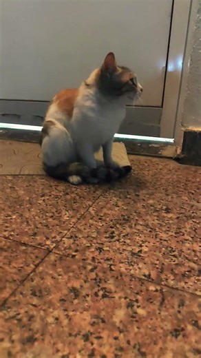 #song #cat #newvideo