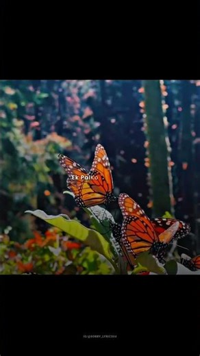 BULLEYA SONG STATUS FULL SCREEN #pritamchakraborty #shortvideo #arijitsingh #lofi #palpaldilkepaas