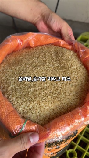 영원농산_26년 햅쌀 올벼쌀 올기쌀