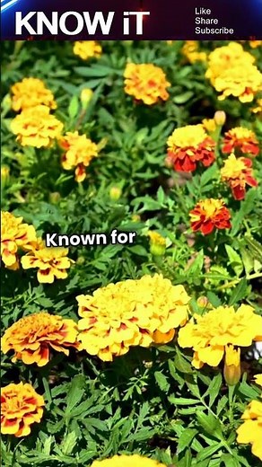 10 Interesting Facts About Marigold Flower | KNOW iT