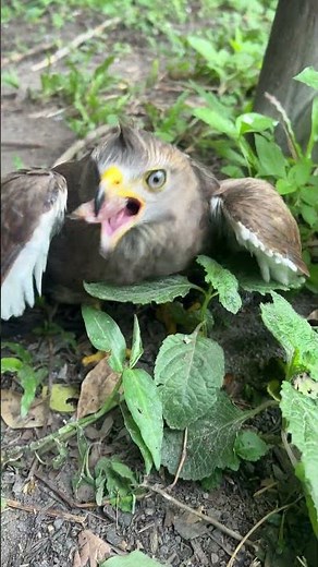 Hawk Sounds to Scare Birds🦅😱#shorts #hawk #birds #eagle #animals #wildlife