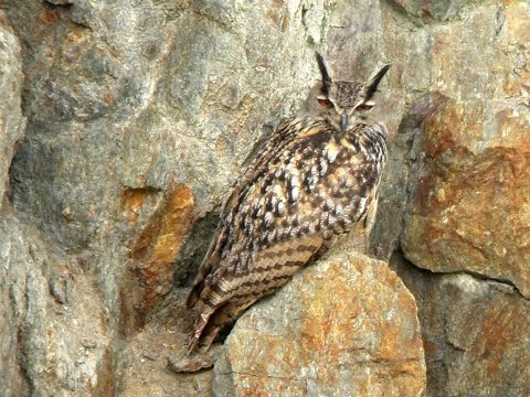 Je dis Nature - Grand-duc d'Europe : apprendre à le connaître et le protéger.