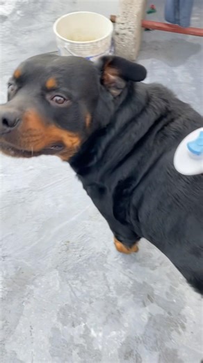 Grooming the Rottweiler, the Strongest Dog in the World 🌍😱😰