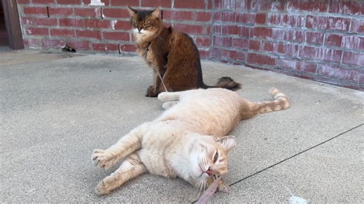 Summer and the Peach Kitty: A Delightful Cat Duo