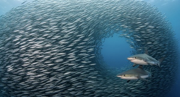 The Ocean's Secret: How Millions of Fish Move as One Superorganism