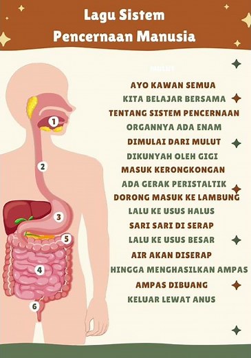 Lagu sistem pencernaan manusia