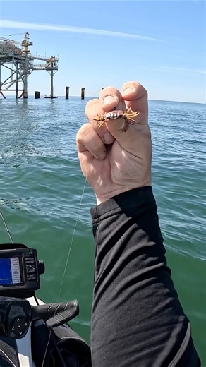 30K views · 514 reactions | These Fish Love eating FAKE Crabs!! | Southern Salt Fishing | Facebook