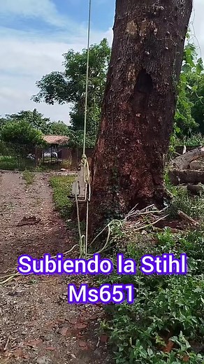 3.2K views · 11 reactions | Que te parece esa Stihl？ #diy #lifehack #funnymoments #trick #elsalvador #funny #reelsfbpage #USA #viralvideo #brazil #asmr #viralpost #reelsfb #reelsinstagram #hack #tip #satisfyingvideo #guatemala #lessons #tree #stihl #Reels #tutorial #moment #reelsvideo #trending #fypシviralシ #joke | Anthony Alexis | Facebook
