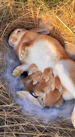 Mother Rabbit Nurses Newborn Kits | Adorable Close-Up with Natural ASMR Suckling Sounds