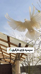 Parnian on Instagram‎: "قبلا سقف جای وایسادن داشت براش الآن دیگه سر میخوره凉️ . . . #سرسره #سرسره_بازی #نارگیل #کبوتر #پرنده #کاکلی #کاکلی_چکمه_پا #نارگ #pigeon #coconut #nargil #birds #birdsgram #pigeonlife #birdsofinstagram #play #dove # #"‎