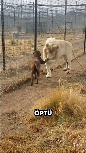 White Lion Cub was Abandoned. But he found his real family! 🦁🐶