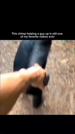 DecodingEverything on Instagram: "Chimps share 98.8% of our DNA. They use tools, solve puzzles, learn sign language, and even recognize themselves in mirrors — signs of true self-awareness and advanced thinking. It’s not just their brains — it’s their hearts. Chimps comfort each other, share food, and, like in this video, even help a man climb up to safety. It’s so cool to watch — a moment of pure, instinctive kindness. Our bond with chimps runs deeper than biology. When one reaches out to help 