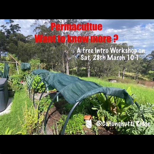 Crisis What Crisis Become a Permie, learn to grow food in harmony with nature at home. Permaculture Intro Workshop What is Permaculture ? A little of theory A little bite of the practical We wii do a show and tell This is the basic outline, a great way to start your journey or expand your knowledge. Investment is your time and a willness to learn and share It will be at Cullunghutti Ridge (near Berry NSW) on Saturday 28th March, 10-1 If you require more informational call/text Charles on 0458 47