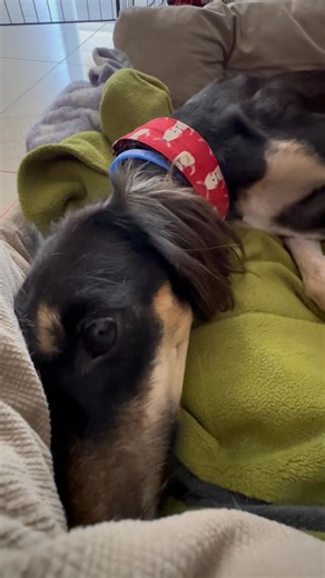 House of Hounds - HOH on Reels