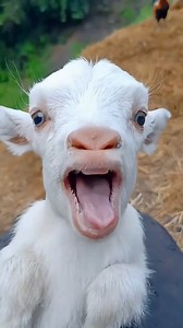 Cute baby goat calling #trending​ #shortsfeed​ #shortvideo​ #trendingshorts​ #goat​ #goatkids | ShadowSpeak