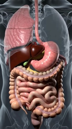 How Your Digestive System Works | Amazing Journey of Food Through Your Body"#shorts
