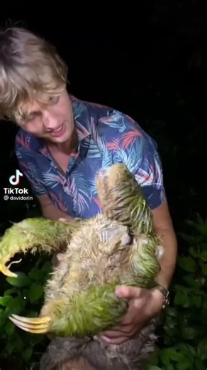 People hold sloths because they love them. Because they’re told it’s okay. Because they’ve seen it everywhere online. But it’s not okay - and I wish more people knew that because I am sure they wouldn’t do it if they knew. Most of these sloths were taken from the wild to be sold for encounters like this. They aren’t rescued or being rehabilitated. They aren’t used to humans. They are stressed, and that stress slowly kills them. Sloths can’t fight or run, so they freeze and internalise all stress