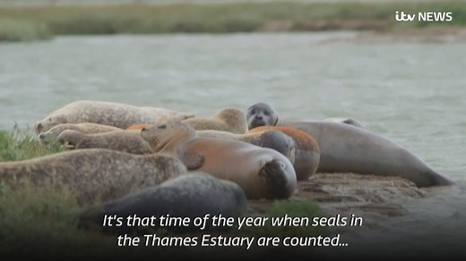 See the seals being counted in the annual Thames census | ITV London