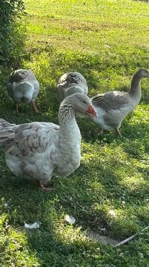 Dos patos blancos en la granja #avicultura #birds