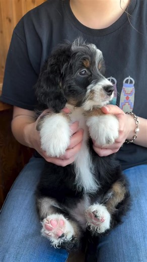 Aurora is a beautiful Australian Mountain Doodle!! 🩷 | AussieDoodle Family Kennel