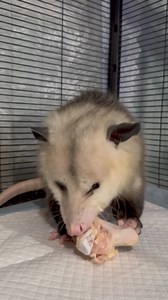 36K views · 3K reactions | Here he is! He's roly poly and beautiful, but he does not like to be picked up, which is fine because we don't need to pick him up (we just WANT to)! I turned off commenting on name suggestions so I could show them to the WEST team and we could pick our favorites. We've come up with the top 5 and I'll post those shortly so you can vote. Thanks to everyone who participated and donated! #opossums #educationambassador | WEST Wildlife Rehab | Facebook