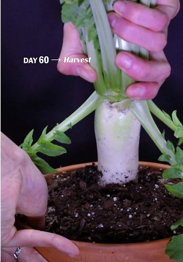Daikon Radish Time-Lapse: Seed to Full Harvest in Days