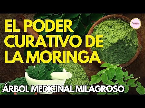 DOCUMENTAL El PODER CURATIVO y NUTRITIVO de la MORINGA El Árbol Milagroso para tu Salud