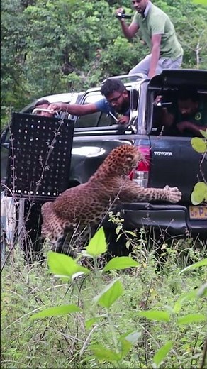 Shocking Leopard Attack Caught on Camera | Wild Predator in Action 🐆**