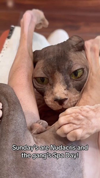 Essential Sphynx Cat Care: Bathing, Ear Cleaning, and More