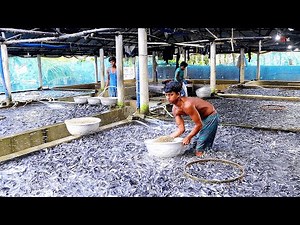 Fish Feed Quality Is a Key Factor in Rearing Catfish in Tanks